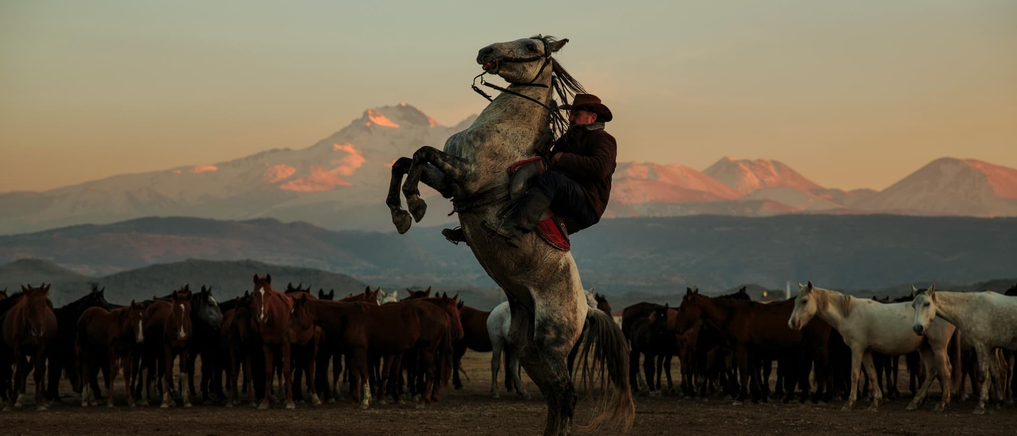 A rider on a rearing grey horse in front of a herd, mountains at sunset behind